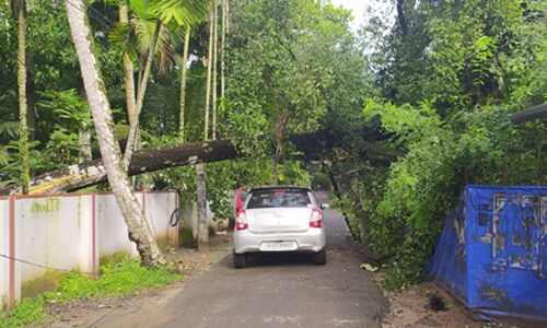 പുളിമരം ഒടിഞ്ഞ് വീണ് രണ്ട് വൈദ്യുതി പോസ്റ്റുകള്‍ തകര്‍ന്നു