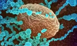 സംസ്ഥാനത്ത് ആദ്യമായി പത്തനംതിട്ടയില് കൊവിഡ് ഡെല്റ്റ പ്ലസ് വകഭേദം കണ്ടെത്തി സംസ്ഥാനത്ത് ആദ്യമായി പത്തനംതിട്ടയില് കൊവിഡ് ഡെല്റ്റ പ്ലസ് വകഭേദം കണ്ടെത്തി