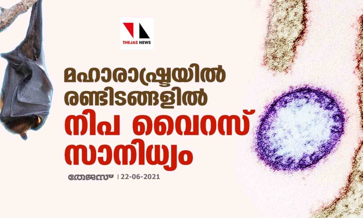 മഹാരാഷ്ട്രയില് രണ്ടിടങ്ങളില് നിപ വൈറസ് സാനിധ്യം മഹാരാഷ്ട്രയില് രണ്ടിടങ്ങളില് നിപ വൈറസ് സാനിധ്യം
