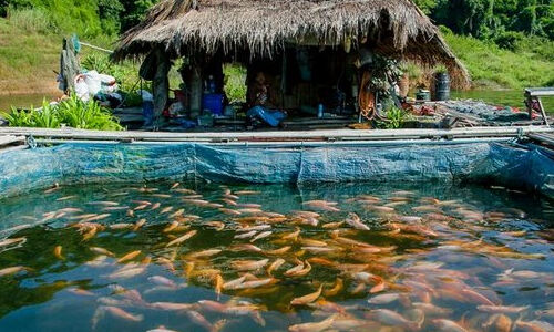 ജനകീയ മത്സ്യകൃഷി: വിവിധ പദ്ധതികളിലേക്ക് ജൂണ് 30 വരെ അപേക്ഷിക്കാം ജനകീയ മത്സ്യകൃഷി: വിവിധ പദ്ധതികളിലേക്ക് ജൂണ് 30 വരെ അപേക്ഷിക്കാം