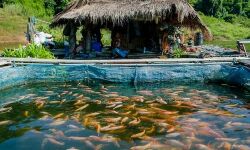 ജനകീയ മത്സ്യകൃഷി: വിവിധ പദ്ധതികളിലേക്ക് ജൂണ് 30 വരെ അപേക്ഷിക്കാം ജനകീയ മത്സ്യകൃഷി: വിവിധ പദ്ധതികളിലേക്ക് ജൂണ് 30 വരെ അപേക്ഷിക്കാം