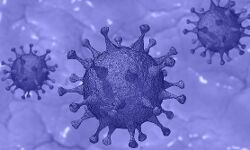 കൊവിഡ് ഡെല്‍റ്റ പ്ലസ്; പറളി, പിരായിരി പഞ്ചായത്തുകള്‍ ഏഴ് ദിവസത്തേക്ക് അടക്കും