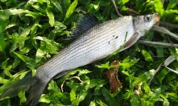 വംശനാശ ഭീഷണിയില്‍ നിന്നും പുല്ലന്‍ മീന്‍ തിരിച്ചുവരുന്നു; കൃത്രിമ പ്രജനനം വിജയം