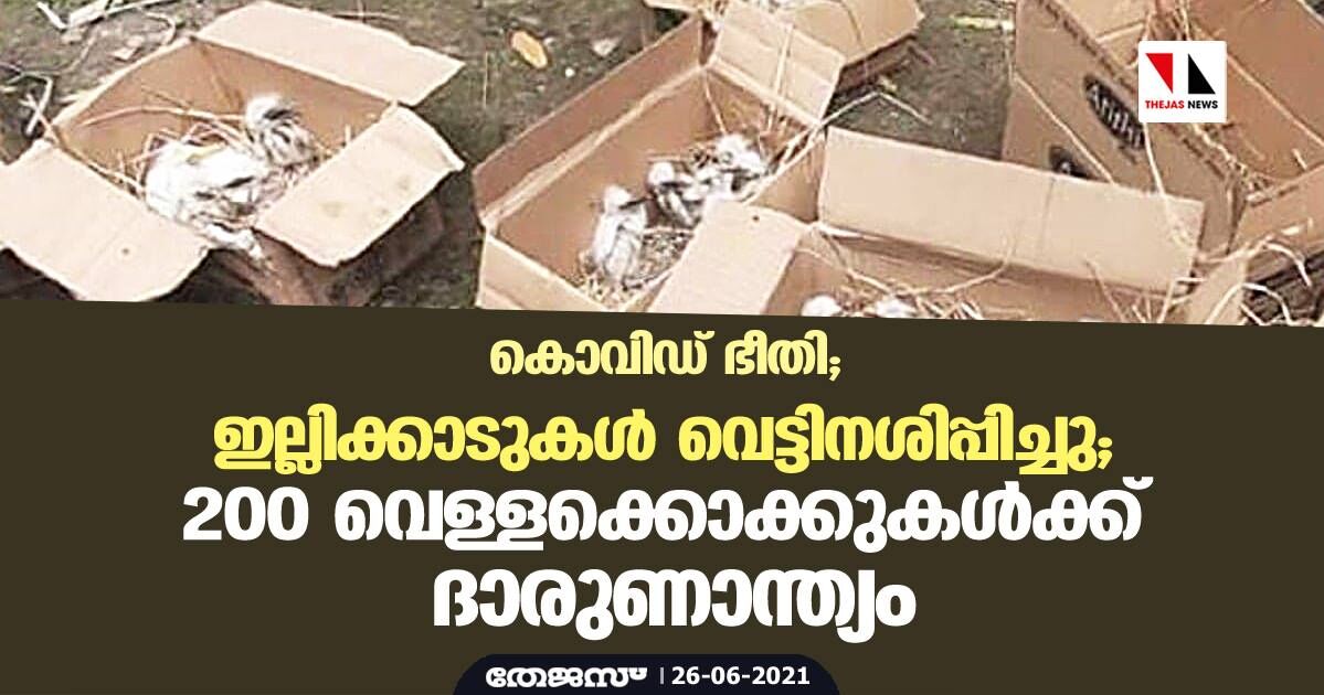 കൊവിഡ് ഭീതി; ഇല്ലിക്കാടുകള് വെട്ടിനശിപ്പിച്ചു; 200 വെള്ളക്കൊക്കുകള്ക്ക് ദാരുണാന്ത്യം കൊവിഡ് ഭീതി; ഇല്ലിക്കാടുകള് വെട്ടിനശിപ്പിച്ചു; 200 വെള്ളക്കൊക്കുകള്ക്ക് ദാരുണാന്ത്യം
