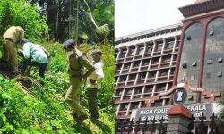 മുട്ടില്‍ മരംമുറി; പ്രതികള്‍ നല്‍കിയ മുന്‍കൂര്‍ ജാമ്യാപേക്ഷ ഇന്ന് വീണ്ടും ഹൈക്കോടതിയില്‍