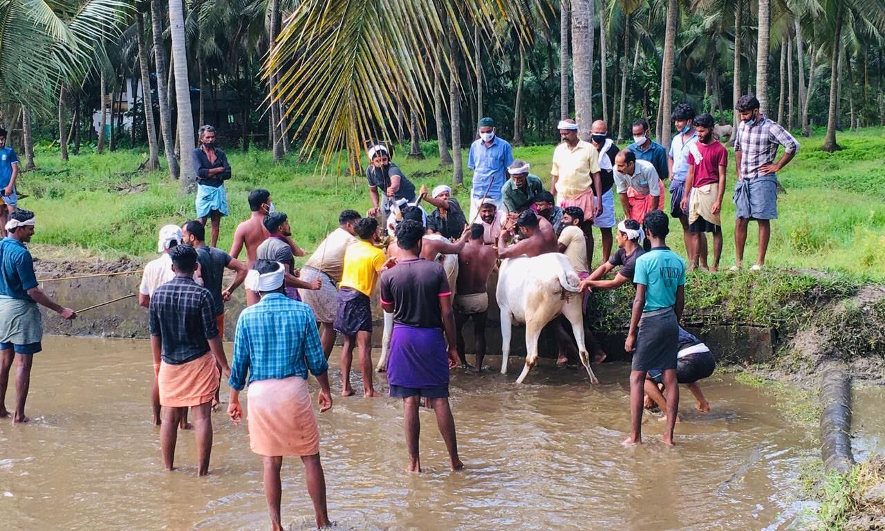 ലോക്ക്ഡൗണ്‍ ലംഘിച്ച് കാളപ്പൂട്ട് മല്‍സരം; വിവാദമായപ്പോള്‍ പോലിസ് കേസെടുത്തു