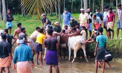 പരപ്പനങ്ങാടി അറ്റത്തങ്ങാടിയിൽ കാളപ്പൂട്ട് മത്സരം: അധികൃതരുടെ മൗനാനുവാദത്തോടെയെന്ന് ആക്ഷേപം