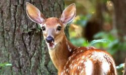 പുള്ളിമാനെ കെണിവെച്ച് വേട്ടയാടിയവരെ അറസ്റ്റ് ചെയ്തു