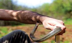 തിരുവനന്തപുരം മൃഗശാല ജീവനക്കാരന്‍ പാമ്പുകടിയേറ്റു മരിച്ചു; കടിയേറ്റത് രാജവെമ്പാലയുടെ കൂട് വൃത്തിയാക്കുന്നതിനിടെ