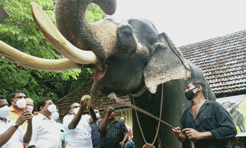 ഗുരുവായൂരിലെ ആനകള്ക്ക് സുഖചികിത്സ ആരംഭിച്ചു ഗുരുവായൂരിലെ ആനകള്ക്ക് സുഖചികിത്സ ആരംഭിച്ചു