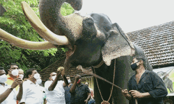 ഗുരുവായൂരിലെ ആനകള്‍ക്ക് സുഖചികിത്സ ആരംഭിച്ചു