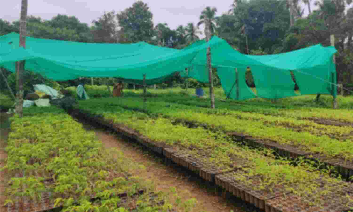ബയോ ഡീഗ്രേഡബിള് കൂടകളില് ഒരു ലക്ഷം തൈകള് ഉല്പാദിപ്പിച്ച് തൃശൂര് സോഷ്യല് ഫോറസ്ട്രി വകുപ്പ്; തൈകള് ആവശ്യമുള്ളവര്ക്ക് ജൂലൈ 7 വരെ സൗജന്യമായി നല്കും ബയോ ഡീഗ്രേഡബിള് കൂടകളില് ഒരു ലക്ഷം തൈകള് ഉല്പാദിപ്പിച്ച് തൃശൂര് സോഷ്യല് ഫോറസ്ട്രി വകുപ്പ്; തൈകള് ആവശ്യമുള്ളവര്ക്ക് ജൂലൈ 7 വരെ സൗജന്യമായി നല്കും