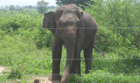 കാട്ടാനശല്യം:  വല്ലൂര്‍-മരോട്ടിച്ചാല്‍ മേഖലയില്‍ ആധുനിക രീതിയിലുള്ള വൈദ്യുത ലൈനുകള്‍ സ്ഥാപിക്കുമെന്ന് മന്ത്രി