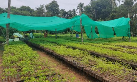 ബയോ ഡീഗ്രേഡബിള്‍ കൂടകളില്‍ ഒരു ലക്ഷം തൈകള്‍ ഉല്‍പാദിപ്പിച്ച് തൃശൂര്‍ സോഷ്യല്‍ ഫോറസ്ട്രി വകുപ്പ്;  തൈകള്‍ ആവശ്യമുള്ളവര്‍ക്ക് ജൂലൈ 7 വരെ സൗജന്യമായി നല്‍കും