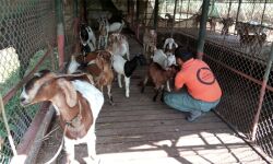 മൃഗങ്ങളില്‍ നിന്ന് രോഗാണുക്കള്‍ മനുഷ്യരിലേക്ക്; ജന്തുജന്യ രോഗങ്ങള്‍ വലിയ വെല്ലുവിളിയെന്ന് മന്ത്രി വീണാ ജോര്‍ജ്