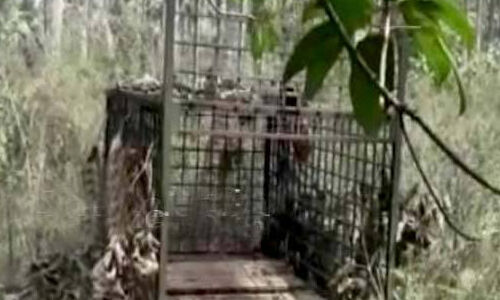 നായ്ക്കൾ ചത്ത നിലയിൽ; പുലി ഭീതിയിൽ മണ്ണാർ മല പ്രദേശത്ത് കെണി സ്ഥാപിച്ചു നായ്ക്കൾ ചത്ത നിലയിൽ; പുലി ഭീതിയിൽ മണ്ണാർ മല പ്രദേശത്ത് കെണി സ്ഥാപിച്ചു