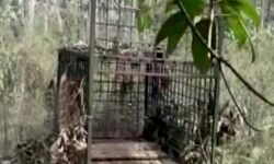 നായ്ക്കൾ ചത്ത നിലയിൽ; പുലി ഭീതിയിൽ മണ്ണാർ മല പ്രദേശത്ത് കെണി സ്ഥാപിച്ചു