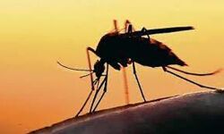 13 പേര്ക്ക് കൂടി സിക്ക വൈറസ്; സംസ്ഥാനത്ത് വൈറസ് പ്രതിരോധത്തിന് ആക്ഷന് പ്ലാന് 13 പേര്ക്ക് കൂടി സിക്ക വൈറസ്; സംസ്ഥാനത്ത് വൈറസ് പ്രതിരോധത്തിന് ആക്ഷന് പ്ലാന്