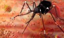 4 മെഡിക്കല്‍ കോളേജുകള്‍ക്ക് 2,100 സിക്ക പരിശോധനാ കിറ്റുകള്‍; പബ്ലിക് ഹെല്‍ത്ത് ലാബിലും പരിശോധനാ സംവിധാനമൊരുക്കും