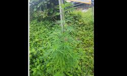 റോഡരുകില്‍ കഞ്ചാവ് ചെടി കണ്ടെത്തി