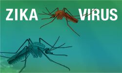 എറണാകുളത്തും സിക്ക വൈറസ് ; ആരോഗ്യപ്രവര്‍ത്തകയ്ക്ക് രോഗം സ്ഥിരീകരിച്ചു