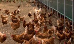 കോഴി വില കുത്തനെ വര്‍ധിപ്പിക്കുന്ന വന്‍കിട കമ്പനികളെ നിയന്ത്രിക്കാന്‍ അടിയന്തര നടപടിവേണം: ആള്‍ കേരള പൗള്‍ട്രി ഫെഡറേഷന്‍