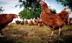 പെരുന്നാള്‍: ഇറച്ചിക്കോഴി വില നിയന്ത്രിക്കും; പൗള്‍ട്രി കോര്‍പറേഷന്റെ ഔട്‌ലെറ്റുകളില്‍ നിന്നും മിതമായ നിരക്കില്‍ കോഴി ലഭ്യമാക്കുമെന്നും മന്ത്രി