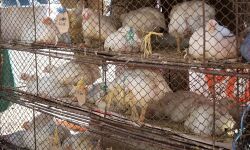 കോഴിയിറച്ചിക്ക് അമിതവില ഈടാക്കിയാല് നടപടി കോഴിയിറച്ചിക്ക് അമിതവില ഈടാക്കിയാല് നടപടി