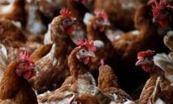 രാജ്യത്തെ ആദ്യ പക്ഷിപ്പനി മരണം ഡല്ഹി എയിംസില് രാജ്യത്തെ ആദ്യ പക്ഷിപ്പനി മരണം ഡല്ഹി എയിംസില്