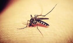 കോട്ടയം ജില്ലയില് ഒരാള്ക്ക് സിക്ക വൈറസ് ബാധ സ്ഥിരീകരിച്ചു കോട്ടയം ജില്ലയില് ഒരാള്ക്ക് സിക്ക വൈറസ് ബാധ സ്ഥിരീകരിച്ചു