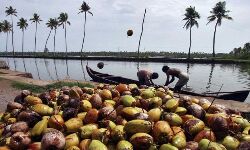 നാളികേര കർഷകരെ അടിയന്തരമായി സഹായിക്കണം: പിസി തോമസ് നാളികേര കർഷകരെ അടിയന്തരമായി സഹായിക്കണം: പിസി തോമസ്