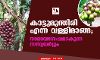 കാട്ടുമുന്തിരി എന്ന വള്ളിമാങ്ങ; നാമാവശേഷമാകുന്ന സസ്യവര്‍ഗ്ഗം