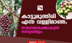 കാട്ടുമുന്തിരി എന്ന വള്ളിമാങ്ങ; നാമാവശേഷമാകുന്ന സസ്യവര്‍ഗ്ഗം