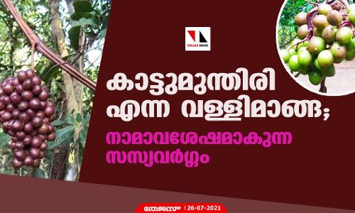 കാട്ടുമുന്തിരി എന്ന വള്ളിമാങ്ങ; നാമാവശേഷമാകുന്ന സസ്യവര്ഗ്ഗം കാട്ടുമുന്തിരി എന്ന വള്ളിമാങ്ങ; നാമാവശേഷമാകുന്ന സസ്യവര്ഗ്ഗം