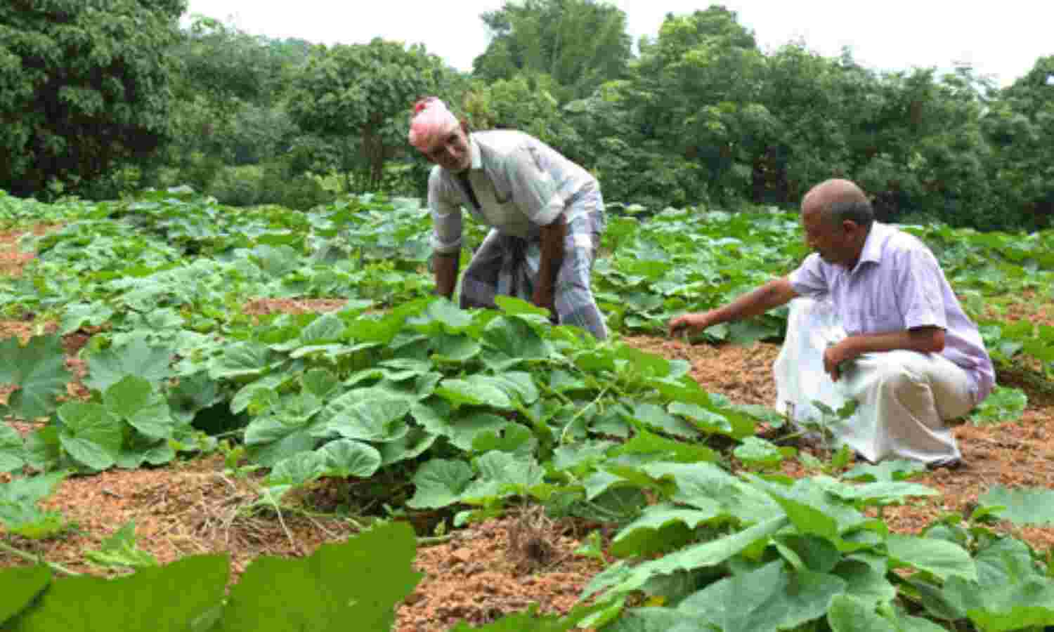 പ്രതീക്ഷയോടെ കര്ഷകര്; ഓണത്തിന് എറണാകുളം ജില്ല ലക്ഷ്യമിടുന്നത് 15,000 ടണ് പച്ചക്കറി ഉല്പാദനം പ്രതീക്ഷയോടെ കര്ഷകര്; ഓണത്തിന് എറണാകുളം ജില്ല ലക്ഷ്യമിടുന്നത് 15,000 ടണ് പച്ചക്കറി ഉല്പാദനം