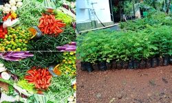 മുറവും മുറ്റവും നിറച്ച് കാര്‍ഷിക പദ്ധതികള്‍