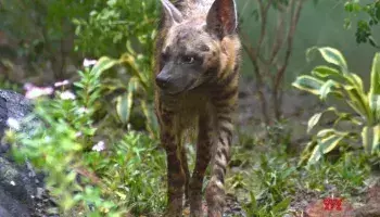 യുപിയില്‍ മൂന്ന് വയസ്സുകാരിയുടെ മൃതദേഹം മൃഗങ്ങള്‍ ഭക്ഷിച്ച നിലയില്‍