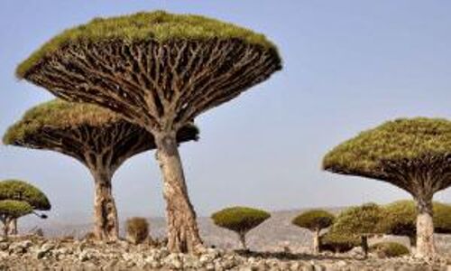 യുഎഇയുടെ സഹായം യമനിലെ സോക്കോത്ര ജനതയെ അഭിവൃധിപ്പെടുത്തിയെന്ന് റിപോര്ട്ട് യുഎഇയുടെ സഹായം യമനിലെ സോക്കോത്ര ജനതയെ അഭിവൃധിപ്പെടുത്തിയെന്ന് റിപോര്ട്ട്