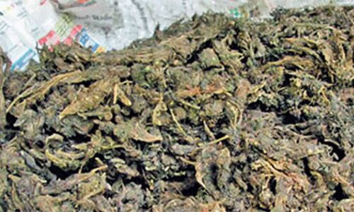 പാലിയേക്കരയില് 160 കിലോഗ്രാം കഞ്ചാവുമായി രണ്ട് പേര് പിടിയില് പാലിയേക്കരയില് 160 കിലോഗ്രാം കഞ്ചാവുമായി രണ്ട് പേര് പിടിയില്