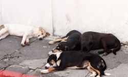 ആന്ധ്രപ്രദേശില് മുന്നൂറോളം തെരുവുനായ്ക്കളെ പഞ്ചായത്ത് അധികാരികള് കൂട്ടത്തോടെ വിഷം കൊടുത്ത് കൊന്നു ആന്ധ്രപ്രദേശില് മുന്നൂറോളം തെരുവുനായ്ക്കളെ പഞ്ചായത്ത് അധികാരികള് കൂട്ടത്തോടെ വിഷം കൊടുത്ത് കൊന്നു