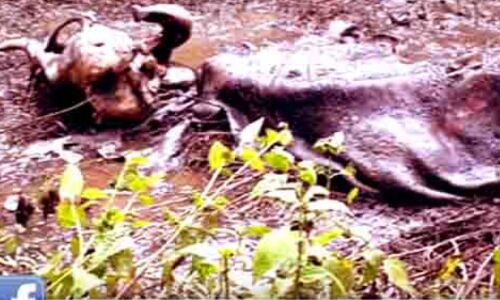 മണ്ണുണ്ടി വനത്തില് കടുവയുടെ ആക്രമണത്തില് കുട്ടികൊമ്പന് ചെരിഞ്ഞു മണ്ണുണ്ടി വനത്തില് കടുവയുടെ ആക്രമണത്തില് കുട്ടികൊമ്പന് ചെരിഞ്ഞു