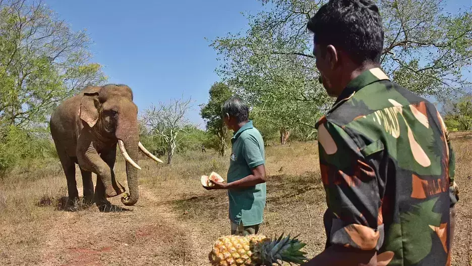 വനംവകുപ്പ് സ്ഥലം മാറ്റിയ ജനകീയ കാട്ടാന  35 കിലോമീറ്റര്‍ താണ്ടി തിരികെയെത്തി