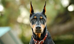 വളര്‍ത്ത് നായ്ക്കള്‍ക്ക് അടിയന്തരമായി രജിസ്‌ട്രേഷന്‍ ഏര്‍പ്പെടുത്തണം: ഹൈക്കോടതി