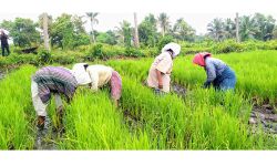 വീണ്ടെടുപ്പില്‍ പൊക്കാളിപ്പെരുമ: എറണാകുളം ജില്ലയില്‍ 434.35 ഹെക്ടര്‍ സ്ഥലത്ത് കൃഷി