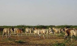 പശുക്കളെ വംശനാശ ഭീഷണിയില്‍ നിന്ന് രക്ഷിക്കാനെന്ന പേരില്‍ ഗോസംരക്ഷണ നിയമം പാസ്സാക്കി അസം നിയമസഭ