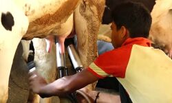 100 ദിന പരിപാടി: ക്ഷീരവികസന വകുപ്പിന്റെ വിവിധ പദ്ധതികളുടെ ഉദ്ഘാടനം ആഗസ്ത് 16ന്