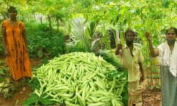 ഓണസദ്യ ഒരുക്കാന്‍ പച്ചക്കറി വീട്ടിലെത്തിച്ച് ഒല്ലൂര്‍ കൃഷി സമിതി