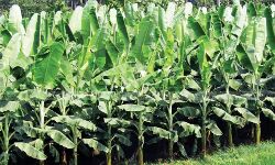 മാന്ദാമംഗലത്ത് വാഴ കൃഷിയുടെ മറവിൽ വൻ ചാരായ നിർമ്മാണം മാന്ദാമംഗലത്ത് വാഴ കൃഷിയുടെ മറവിൽ വൻ ചാരായ നിർമ്മാണം