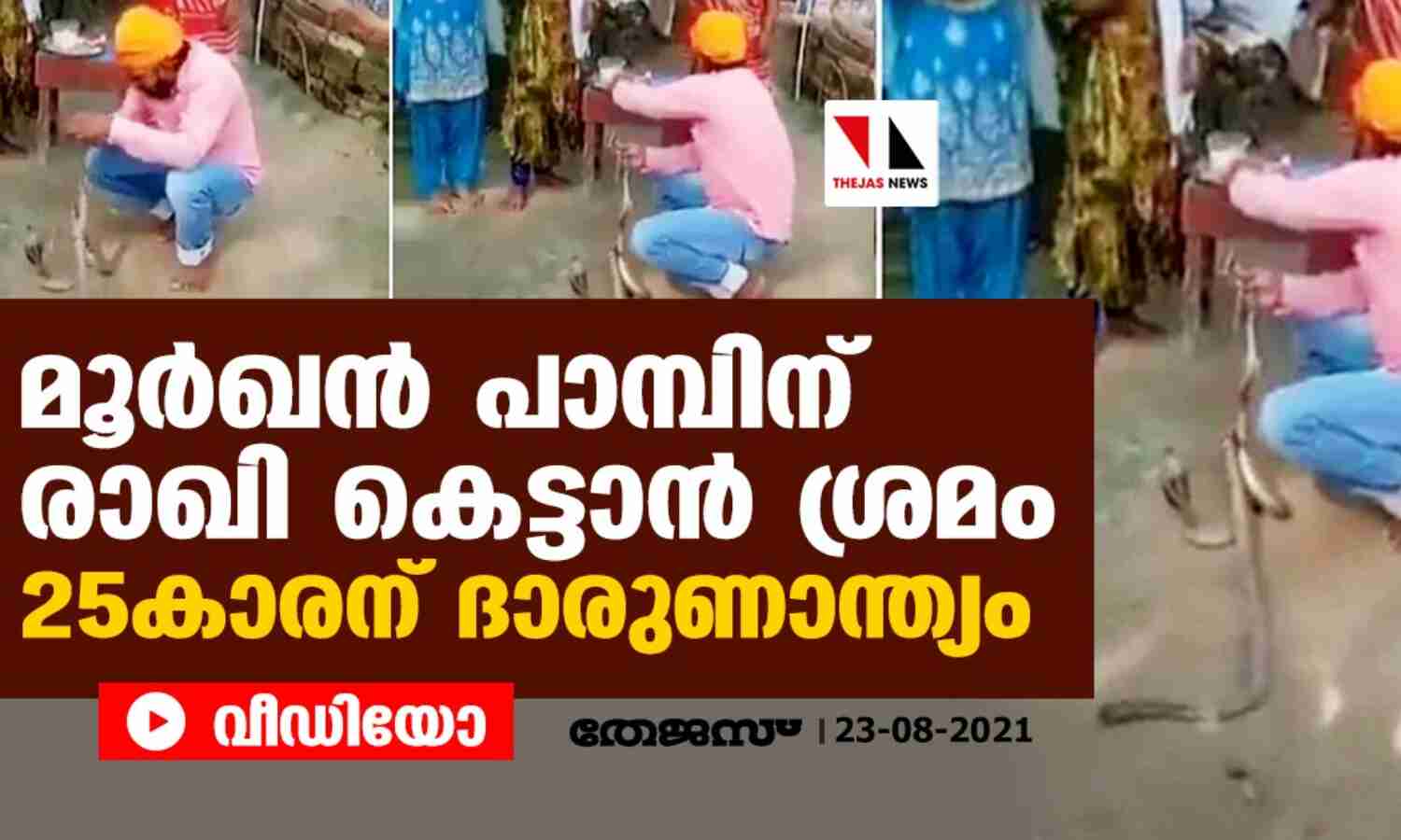 മൂര്ഖന് പാമ്പിന് രാഖി കെട്ടാന് ശ്രമം; 25കാരന് ദാരുണാന്ത്യം (വീഡിയോ) മൂര്ഖന് പാമ്പിന് രാഖി കെട്ടാന് ശ്രമം; 25കാരന് ദാരുണാന്ത്യം (വീഡിയോ)