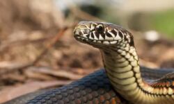 കടിച്ച പാമ്പിനെ തിരിച്ചുകടിച്ചു; പാമ്പ് ചത്തു, യുവാവ് രക്ഷപ്പെട്ടു കടിച്ച പാമ്പിനെ തിരിച്ചുകടിച്ചു; പാമ്പ് ചത്തു, യുവാവ് രക്ഷപ്പെട്ടു